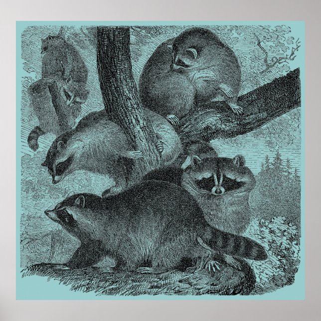 Póster Raccoons (Frente)