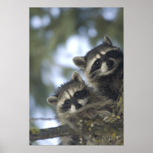 Póster Raccoons Procyon Lotor) del lago Pescado, Central