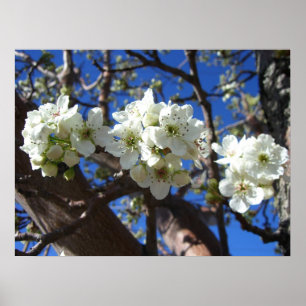 Póster Racimos de Flor Blanca de Peral de Floración Prima
