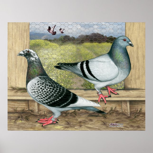 Póster Racing Homers in Loft (Frente)