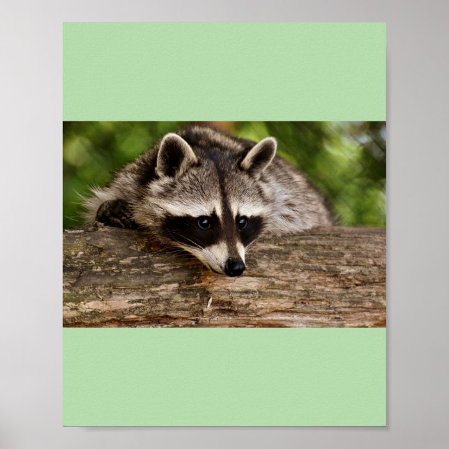 Póster racoches (Frente)