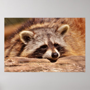 Póster Racoon