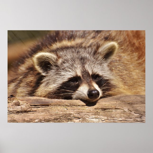 Póster Racoon (Frente)
