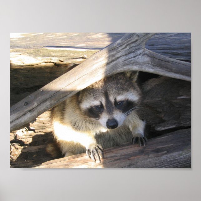 Póster Racoon (Frente)