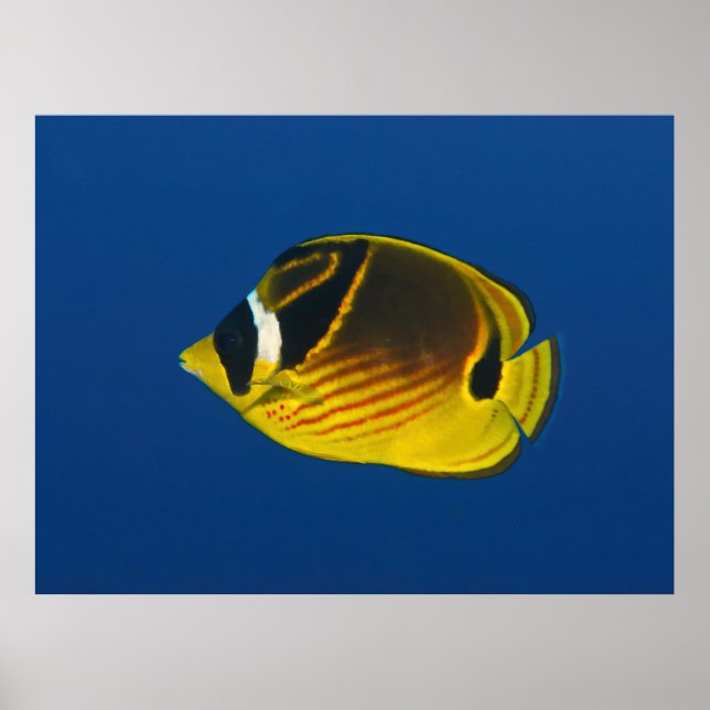 Póster Racoon Butterflyfish (Frente)