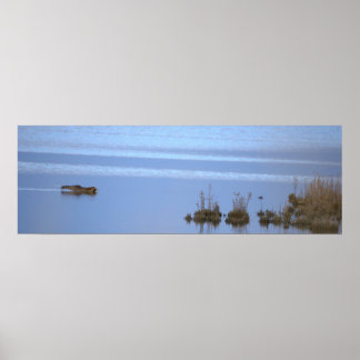 Póster Racoon Swimming Photo Poster