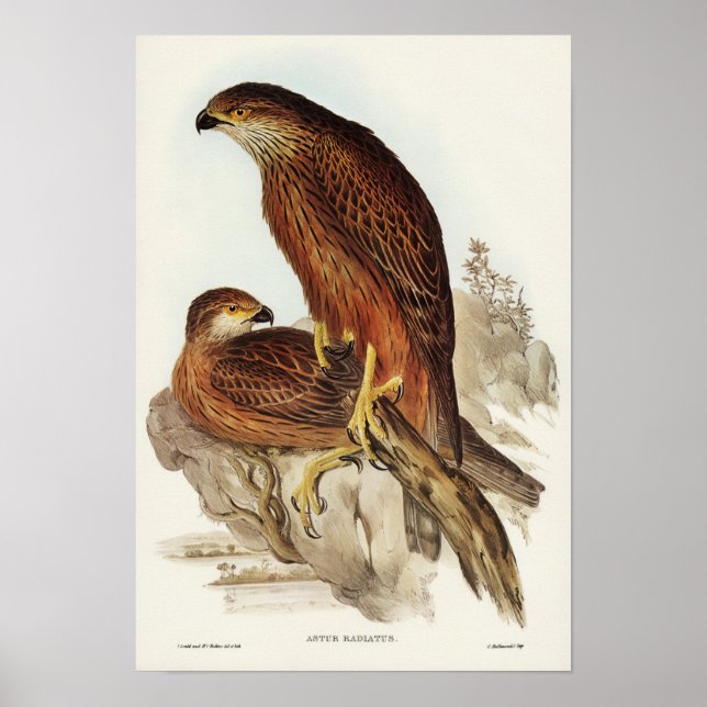 Póster Radiado Goshawk por Elizabeth Gould (Frente)