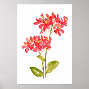Póster Radicadores del epidendro naranja de orquídeas sub