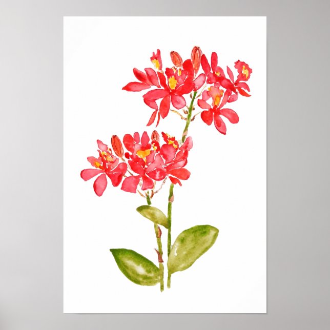Póster Radicadores del epidendro naranja de orquídeas sub (Frente)