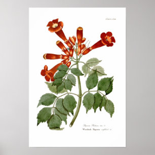 Póster Radicales de Bignonia