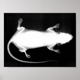 Póster radiografía de rata