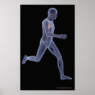 Póster Radiografía del sistema vascular en un hombre en f