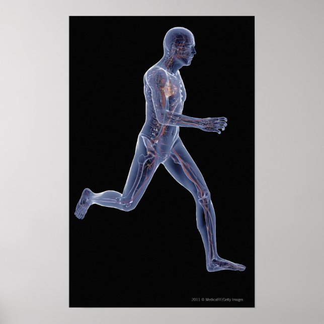 Póster Radiografía del sistema vascular en un hombre en f (Frente)