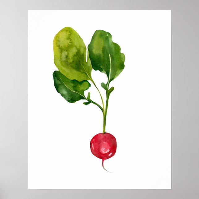Póster Radish orgánico de acuarela (Frente)