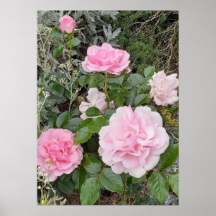 Póster Radojo de rosas rosas florales jardín Rosa Pink