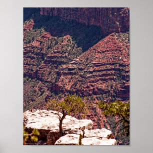 Póster Rafinesque Watches