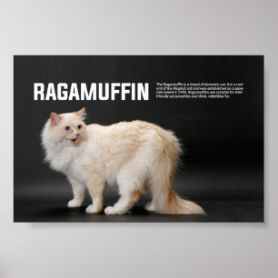Póster Ragamuffin