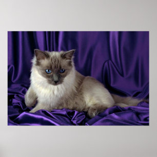 Póster Ragdoll, blue point