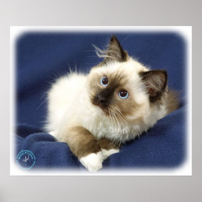 Póster Ragdoll Cat 9W082D-011 (Frente)