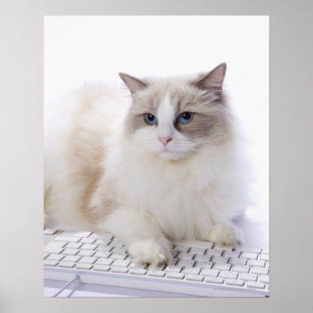 Póster Ragdoll cat en el teclado del ordenador (Frente)