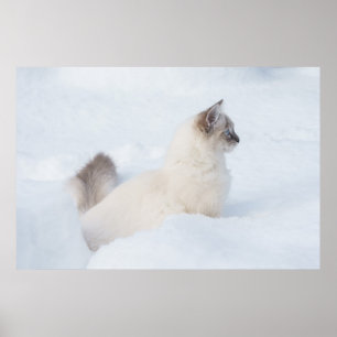 Póster Ragdoll en el poster de nieve