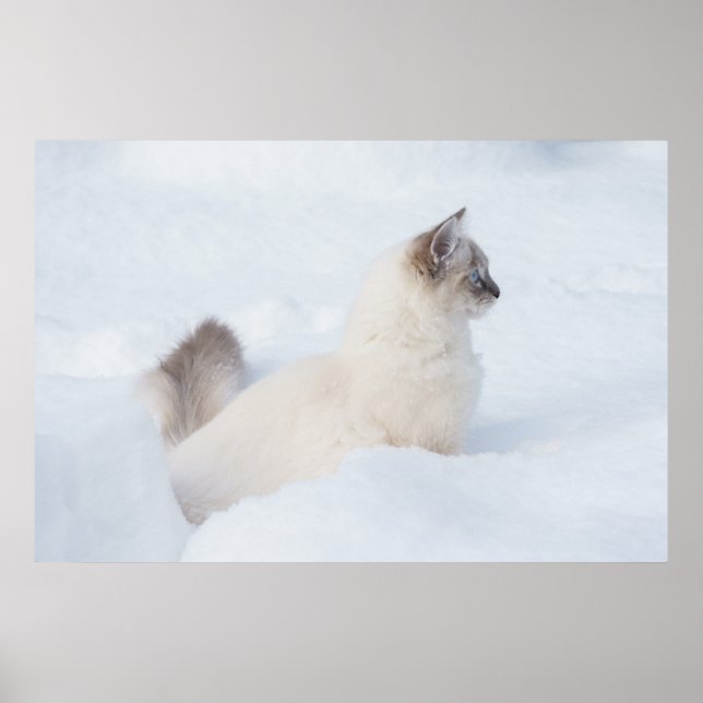 Póster Ragdoll en el poster de nieve (Frente)
