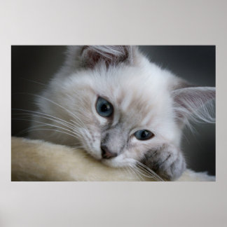 Póster ragdoll kitten