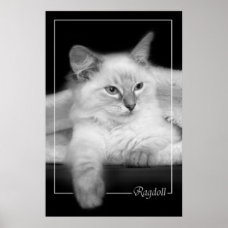 Póster ragdoll kitten poster