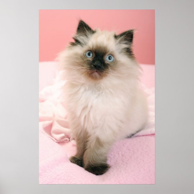 Póster ragdoll kitten poster (Frente)