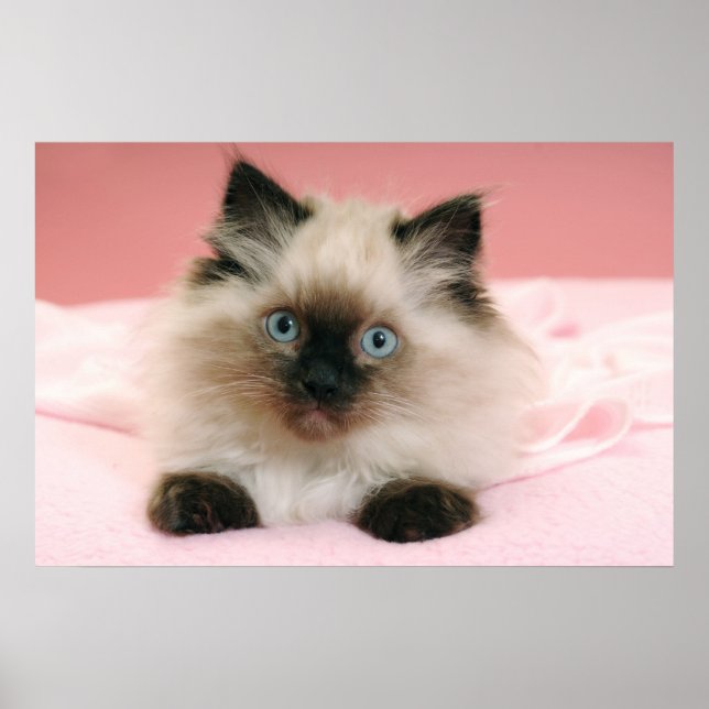 Póster ragdoll kitten poster (Frente)
