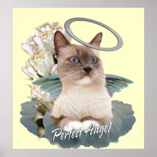 Póster Ragdoll Perfect Angel Kitten poster