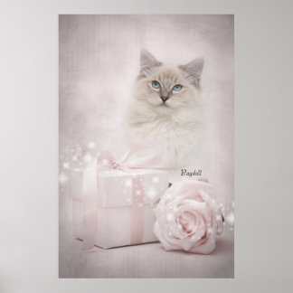 Póster Ragdoll Poster