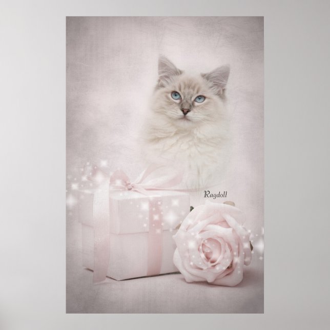 Póster Ragdoll Poster (Frente)