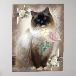 Póster Ragdoll que sostiene solo color de rosa