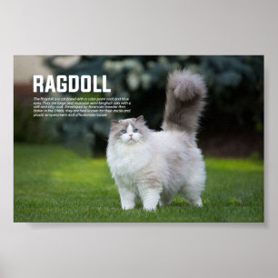 Póster Ragdoll Raza