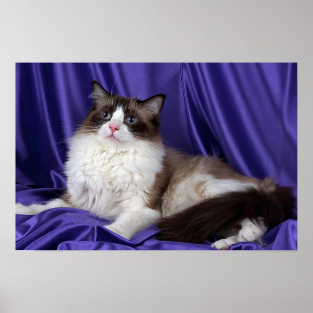 Póster Ragdoll, sello de dos colores (Frente)