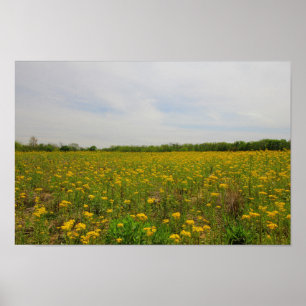Póster Ragwort dorado, Ohio