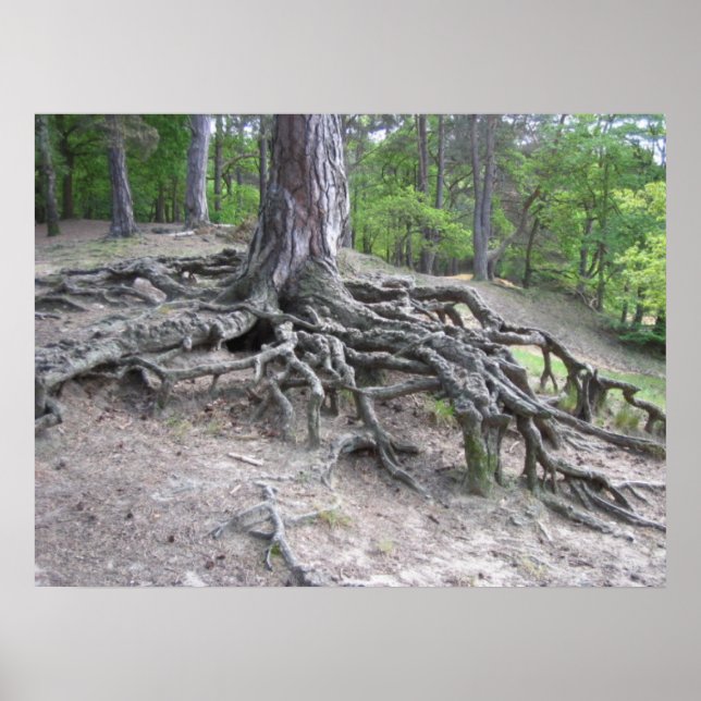 Póster Raíces (Frente)