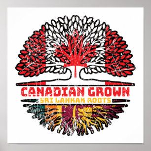 Póster Raíces de árboles canadienses en Sri Lanka