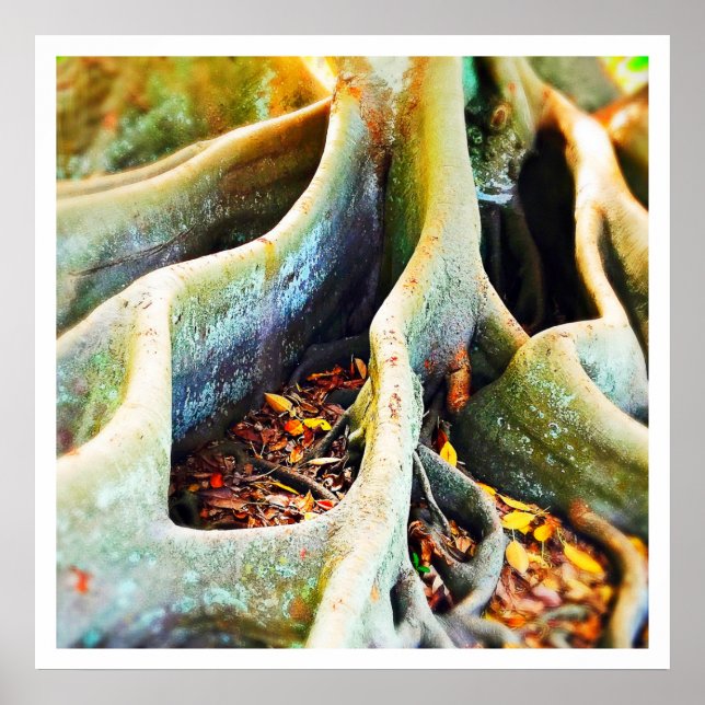 Póster Raíces de higuera de la bahía de Moreton (Frente)