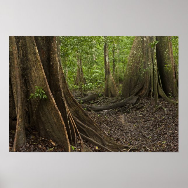 Póster Raíces de la Fortaleza. Bosque tropical, Mapari Ru (Frente)