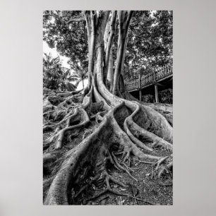 Póster Raíces masivas de árbol de caucho