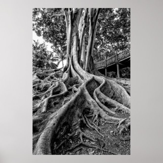 Póster Raíces masivas de árbol de caucho (Frente)