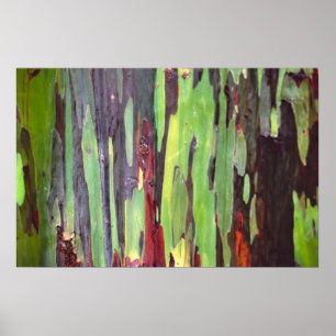 Póster Rainbow Eucalyptus 1