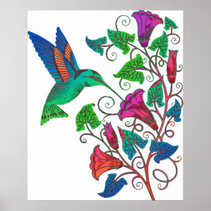 Póster Rainbow Hummingbird
