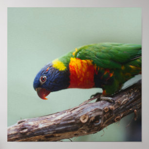Póster Rainbow Lorikeet