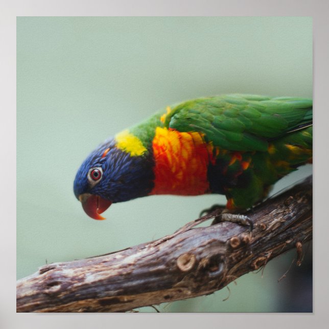 Póster Rainbow Lorikeet (Frente)