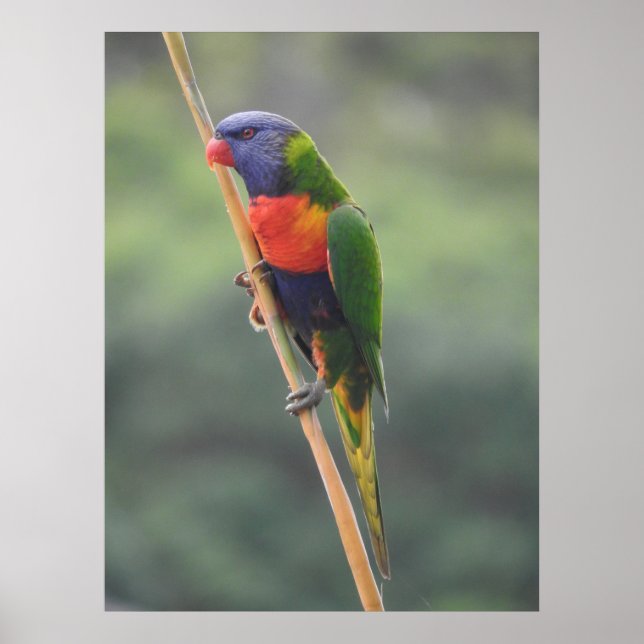 Póster Rainbow Lorikeet (Frente)