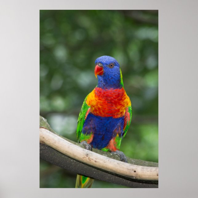Póster Rainbow Lorikeet Portrait (Frente)