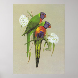 Póster Rainbow Lorikeet - Trichoglossus haematodus